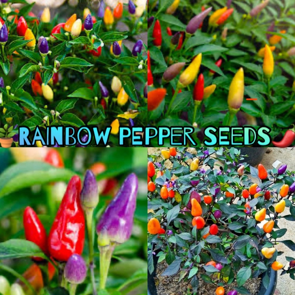 Rainbow Pepper Seeds - Multicolor Ornamental Peppers
